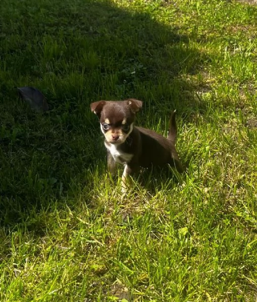 Chihuahua toy maschietti | Foto 1