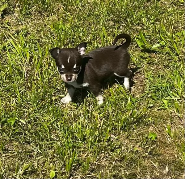 Chihuahua toy maschietti | Foto 0