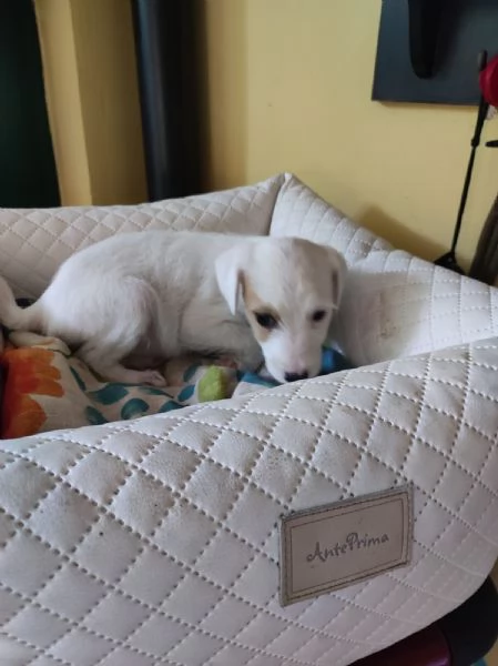 Jack Russell Terrier maschietti | Foto 0