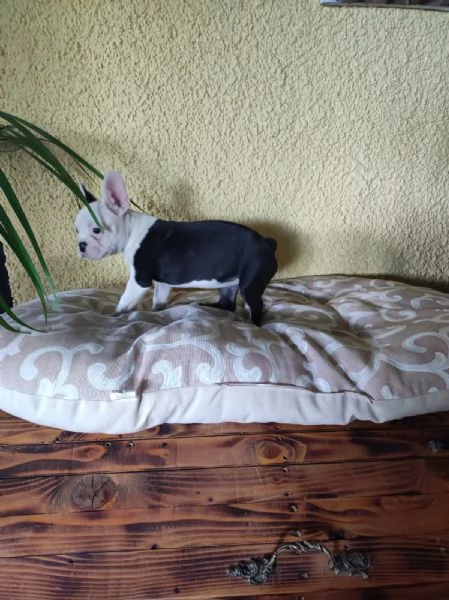 Bouledogue Bulldog francese cuccioli