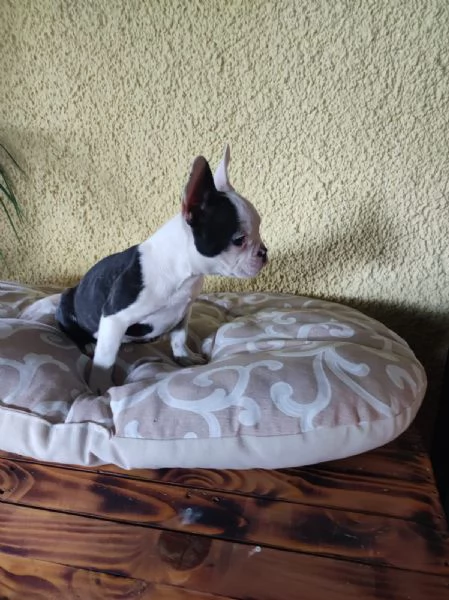 Bouledogue Bulldog francese cuccioli | Foto 2