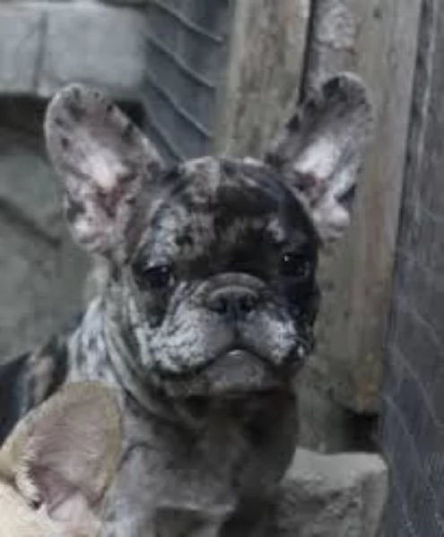 Bouledogue Bulldog francese cuccioli | Foto 1