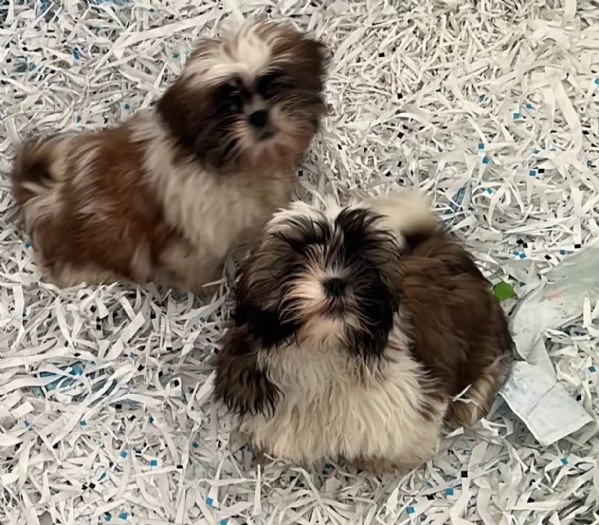 Shih Tzu maschietti