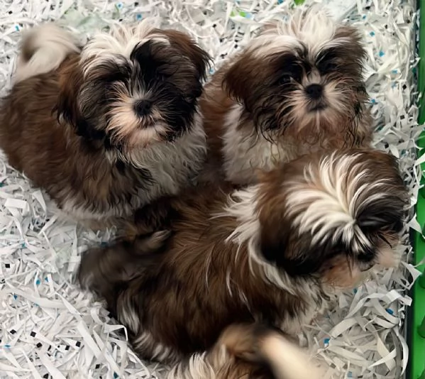 Shih Tzu maschietti | Foto 1