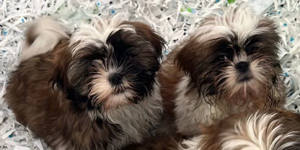 Shih Tzu maschietti | Foto 0