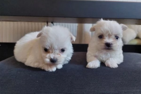 Maltipoo toy maschietti