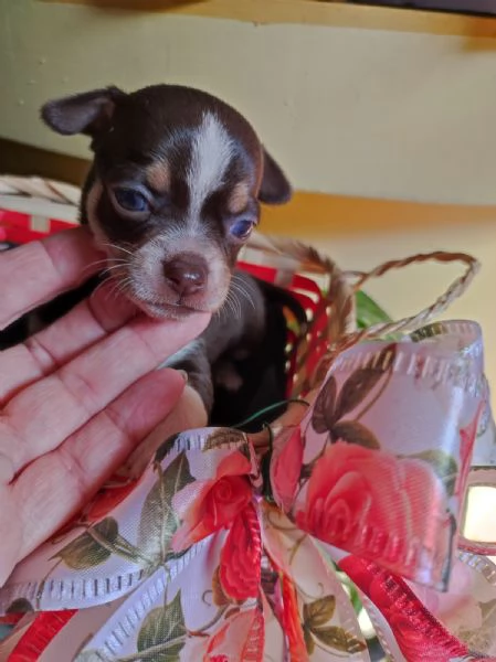 Chihuahua toy maschietto cioccolato