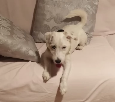 Parson Jack Russell | Foto 1