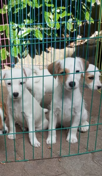 Parson Jack Russell