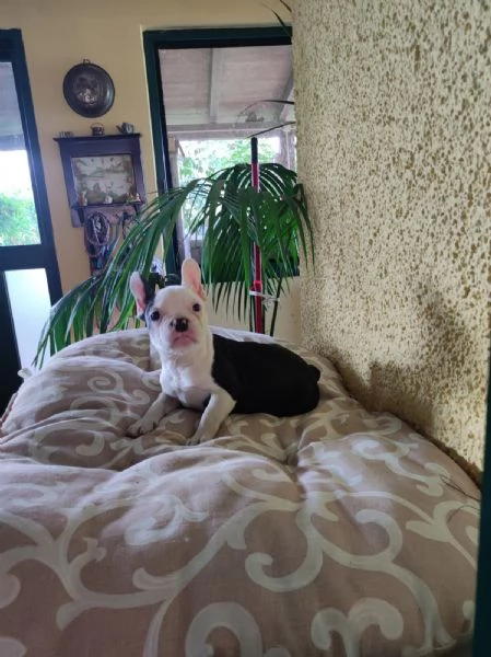 Bouledougue Francese cuccioli | Foto 1