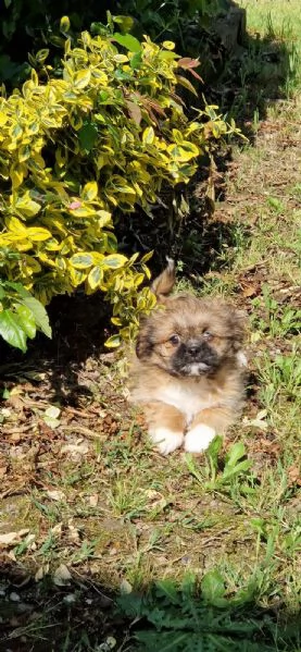 Shih Tzu maschietti | Foto 2