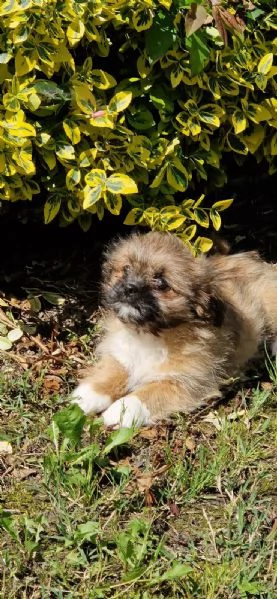 Shih Tzu maschietti | Foto 1