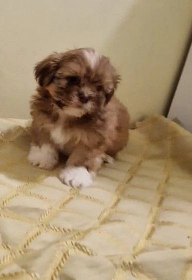 Shih Tzu maschietti | Foto 0