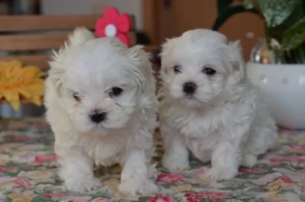 Maltipoo nano e toy cuccioli