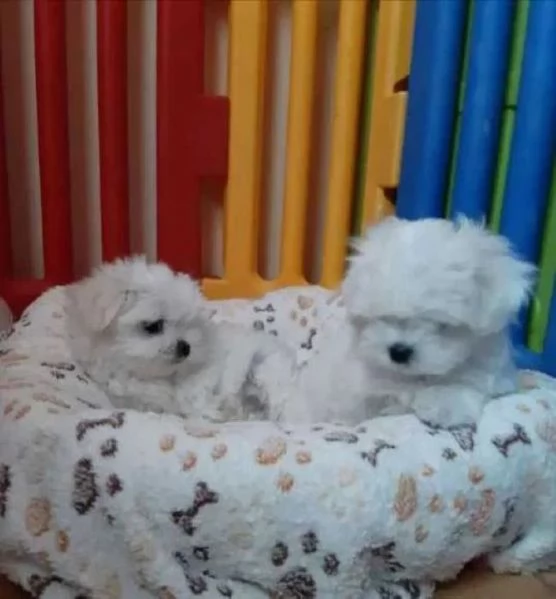 Maltipoo nano e toy cuccioli | Foto 1