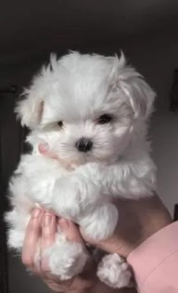 Maltipoo nano e toy cuccioli | Foto 0