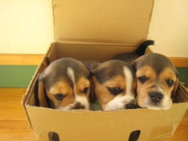 Beagle tricolore cuccioli