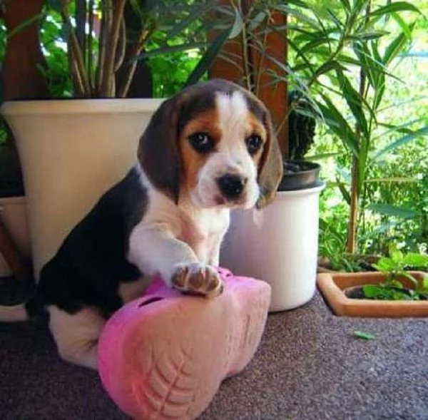 Beagle tricolore cuccioli | Foto 2
