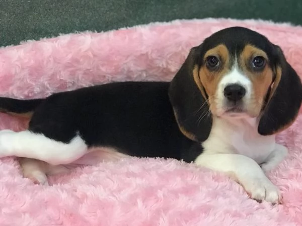 Beagle tricolore cuccioli | Foto 1