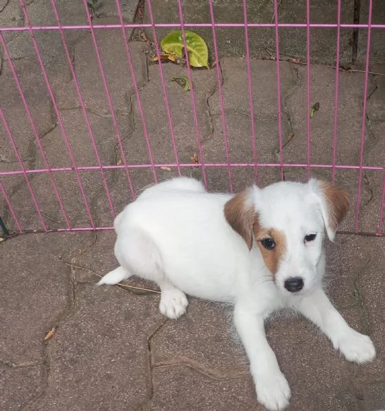 Parson Jack Russell | Foto 0