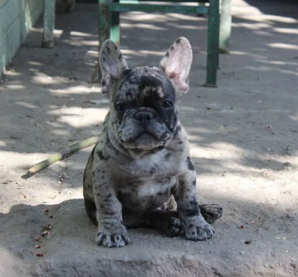 Bouledogue francese maschietto merle
