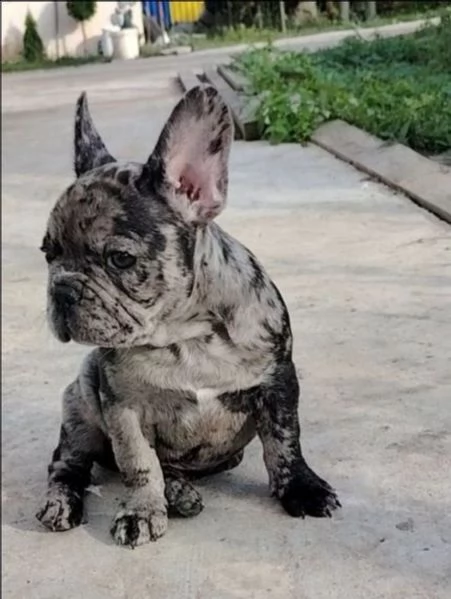 Bouledogue francese maschietto merle | Foto 0