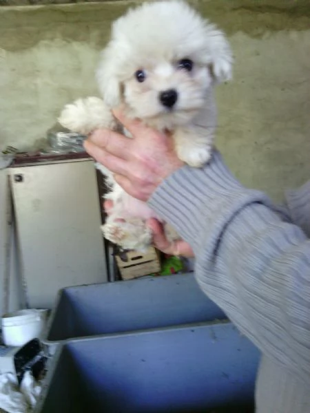 Maltese mini toy maschietto | Foto 1