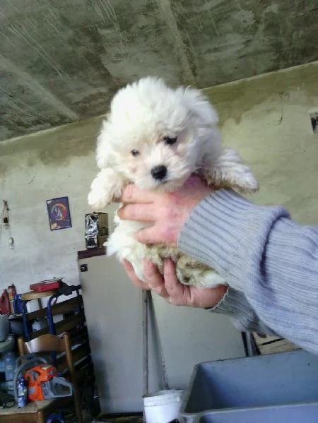 Maltese mini toy maschietto | Foto 0