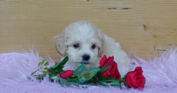 Maltipoo nano e toy | Foto 1