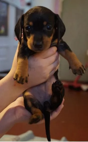 Bassotte nane | Foto 0