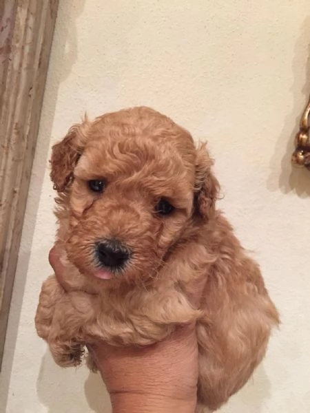 Barboncina toy albicocca | Foto 1