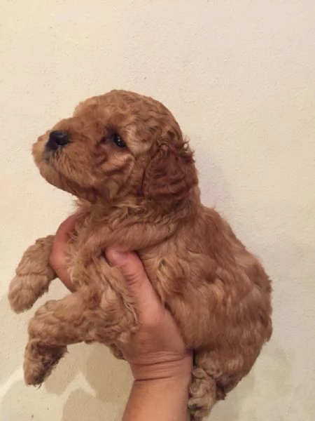 Barboncina toy albicocca