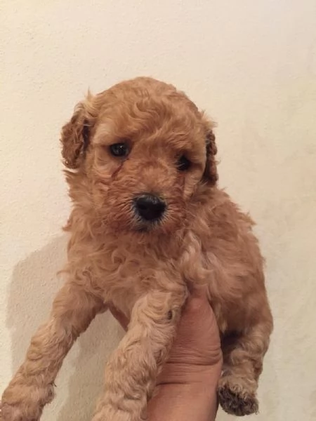 Barboncina toy albicocca | Foto 0