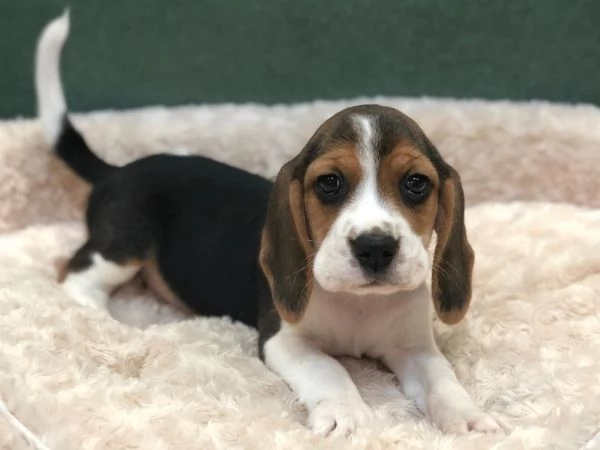 Beagle tricolore cuccioli | Foto 1