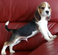 Beagle tricolore cuccioli | Foto 0