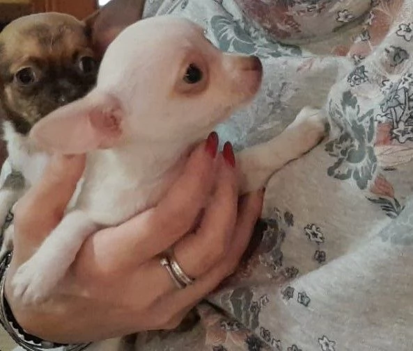 Chihuahua toy maschietti | Foto 3