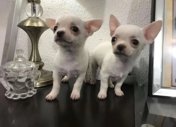 Chihuahua toy maschietti | Foto 2