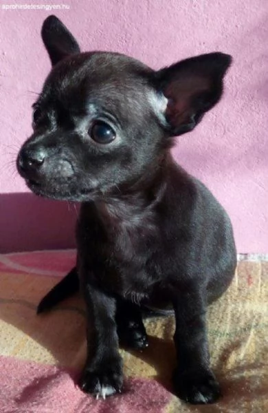 Chihuahua toy maschietti | Foto 1