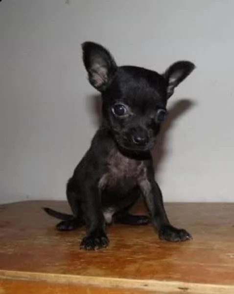 Chihuahua toy maschietti | Foto 0