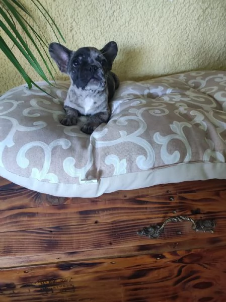 Bouledogue francese maschietto | Foto 0