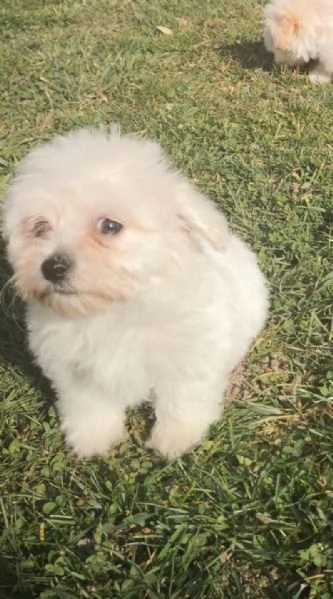 Maltipoo nano e toy | Foto 0