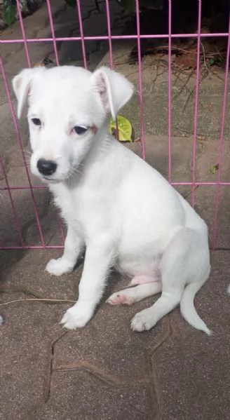 Cucciolone Parson Jack Russell maschio | Foto 0