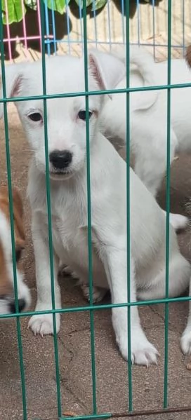 Cucciolone Parson Jack Russell maschio