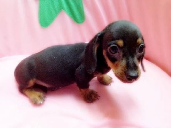 Bassotte nane nere focate | Foto 1