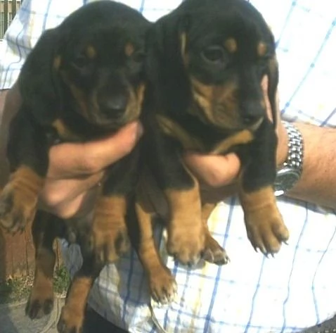 Bassotte nane nere focate