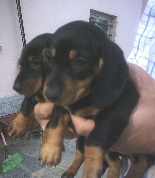 Bassotte nane nere focate | Foto 0