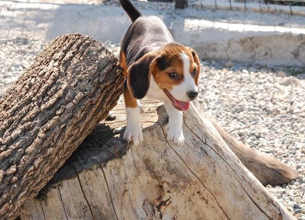 Beagle tricolore cuccioli