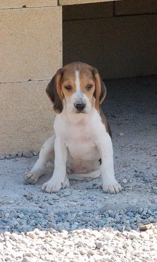 Beagle tricolore cuccioli | Foto 0