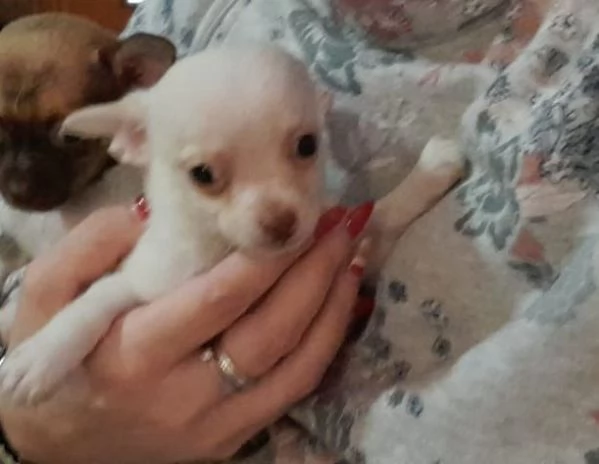 Chihuahua toy maschietti | Foto 0