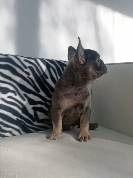 Bouledogue francese maschietto blu and tan | Foto 0